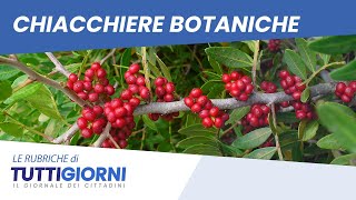 Il lentisco  Chiacchiere Botaniche [upl. by Ketchum]