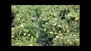 Best Flowering Shrubs Potentilla Primrose Beauty Bush Cinquefoil [upl. by Stilu]