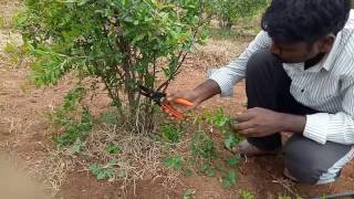 Pruning method in pomegranate [upl. by Horwitz543]