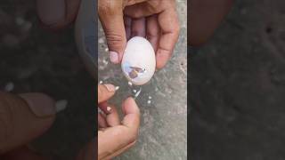 Saving life of baby chick  HELPING HATCHI shortvideo [upl. by Ramma]