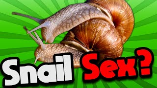 How do snails mate [upl. by Fesuoy]