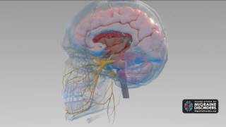 What Causes Migraine Disease 5 Factors in Migraine Neurobiology [upl. by Jabin]