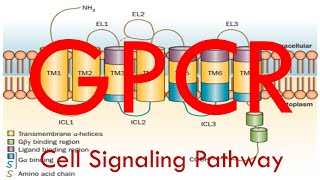 GPCR Cell Signaling Pathway Simplified [upl. by Annovaj]