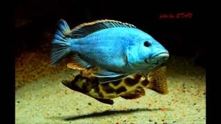 NIMBOCHROMIS LIVINGSTONII [upl. by Yelhak]