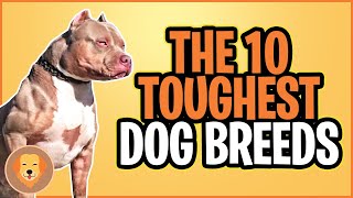 THE TOP 10 TOUGHEST DOGS IN THE WORLD [upl. by Dlorrej151]