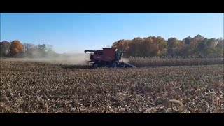 Day 4 of Corn harvest 2024 Massey Ferguson 9690 [upl. by Ahtelra]