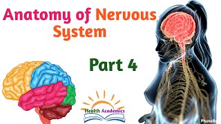 Anatomy of Nervous System Cerebrum Supportive and Updated Video with Amharic Speech Part 4 [upl. by Ilrebmyk790]