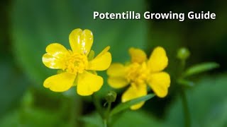 Potentilla Growing Guide by GardenersHQ [upl. by Nairot]