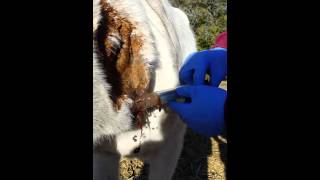 Horse Abscess Being Lanced [upl. by Nollek883]