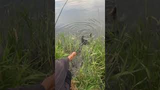 Here Is Seven Fishing At Beautiful Stagecoach Reservoir In Oak Creek Colorado Pike fishing fun [upl. by Aihsekel]