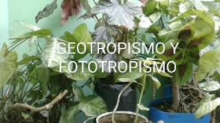 Tropismo de las plantas [upl. by Jo]