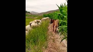 dogs herding a flock of sheep dog [upl. by Assilaj]