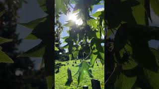 Sweetgum  leaves in the sun  September 2024 [upl. by Ardnasirk]