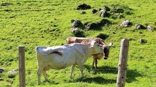 合図はカウベル！ スイス・アッペンツェルの仲良し牛カップル Ebenalp Appenzell Switzerland [upl. by Myca]