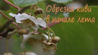 Обрезка киви в начале лета [upl. by Gildus]