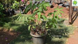 Insulin Plant for Diabetes  Costus igneus  Chamaecostus Cuspidatus  Corosolic acid [upl. by Htebaras]