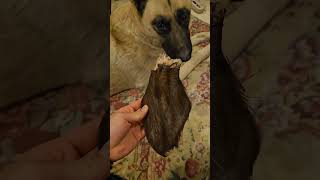 Farmhounds 🐕 chews  treats haul amp price review from large breed GSD NATURALLY sourced dog snacks😋 [upl. by Alarice]