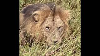 Hercules Male Lion at Timbavati  Kruger  23 March 2024 [upl. by Hathaway]