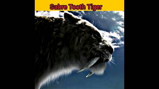 Sabre Tooth Tiger 🐅shots youtubeshorts [upl. by Frey]