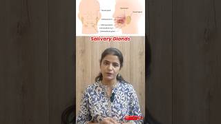 Salivary Glands Explained Types Functions and Ducts  Parotid Submandibular amp Sublingual Glands [upl. by Maidel]