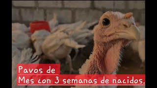 Pavos  guajolotes de mes con 3 semanas de edad [upl. by Aihselat283]