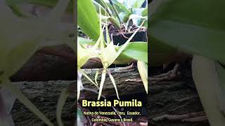 Brassia pumila orquibor brassia orquideas orchids [upl. by Intyre]