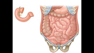 Small Intestine 3 parts [upl. by Sivlek666]