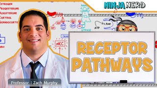 Endocrinology  Receptor Pathways [upl. by Luas797]