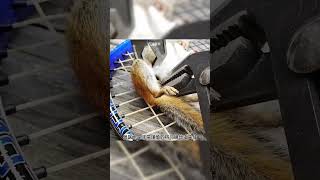 救了小松鼠 animal rescue animallover animalrescue squirrel [upl. by Percival]