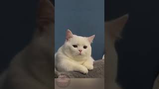 ❤️meow meow sad song 😍 solowithme ✅Cat kittens cute shorts youtubeshorts [upl. by Ynehteb]