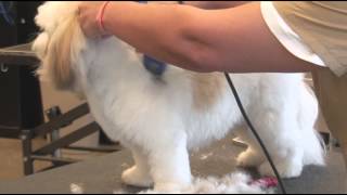 How to Use Clippers when Grooming a ShaggyHaired Dog  Dog Grooming [upl. by Raknahs630]