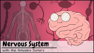 Nervous System [upl. by Lehar]