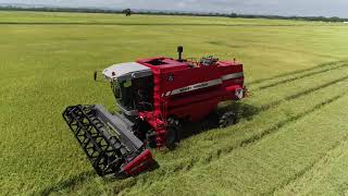 Cosechadora de arroz Massey Ferguson y tractor Massey Ferguson [upl. by Becht]