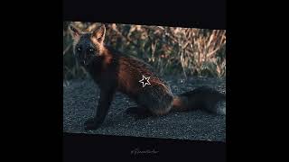 Cross fox 🐾 crossfox [upl. by Lyndon]