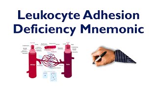 neutrophil margination in leukocyte adhesion deficiency mnemonic usmle step nclex comlex [upl. by Turk182]