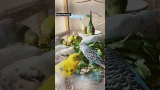 My Baazigar birds birds birdplanet animalsong parrot parrotsong birdslover birdbirdsplanet [upl. by Nilauqcaj288]