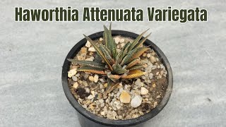 Haworthia attenuata variegata The Striking Zebra Succulent [upl. by Kenny875]