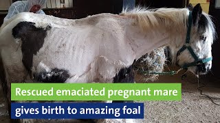 Rescued emaciated pregnant mare gives birth to amazing foal [upl. by Engis661]