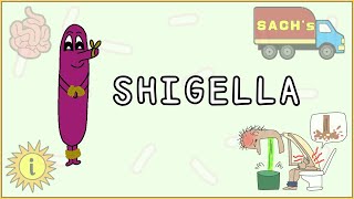 Shigella Simplified Morphology Pathogenesis Types Clinical features Treatment [upl. by Kaslik]