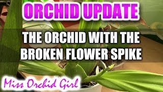 Update on the Orchid with the broken flower spike [upl. by Ammeg]