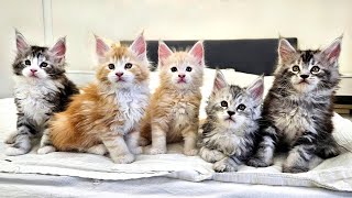 Maine Coon Kittens On the Loose [upl. by Calica]