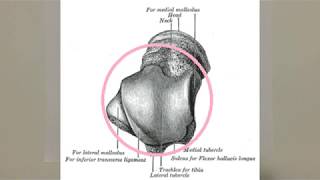 ANATOMİ14KONUAlt Eks Eklemler art tibiofibularis art talocruralis [upl. by Joye]