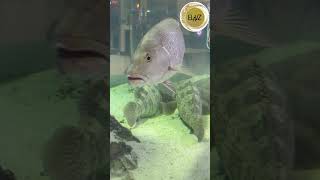 Kids fish tank kidsplayarea kidsvideo kids fish fishtank fishvideo kidssong kidssongs [upl. by Hamilton48]