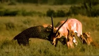 Close Call Antelope Defends Against Cheetah Attackquot [upl. by Oelc]