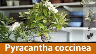 124 Bonsai Tree Care of Pyracantha coccinea or Scarlet Column Firethorn [upl. by Ruella218]