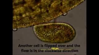 Cytoplasmic Streaming in Paramecium bursaria of Algal Endosymbionts [upl. by Teriann]