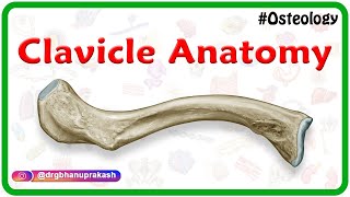 Clavicle Anatomy Animation  General features Osteology Attachments Development clinical anatomy [upl. by Awram]