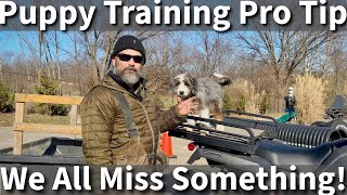 Puppy Training Pro Tip  We All Miss Something Some Of The Time [upl. by Airdnaz]