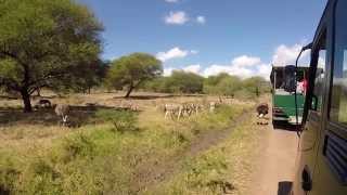 Casela Nature Park in Mauritius Safari Bus Tour  Zebra stop [upl. by Neeloc]