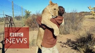 Lion hugger This is how Sirga the lion greets her owner  BBC News [upl. by Pangaro]